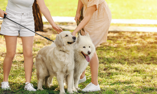 two people playing with dogs in cookeville